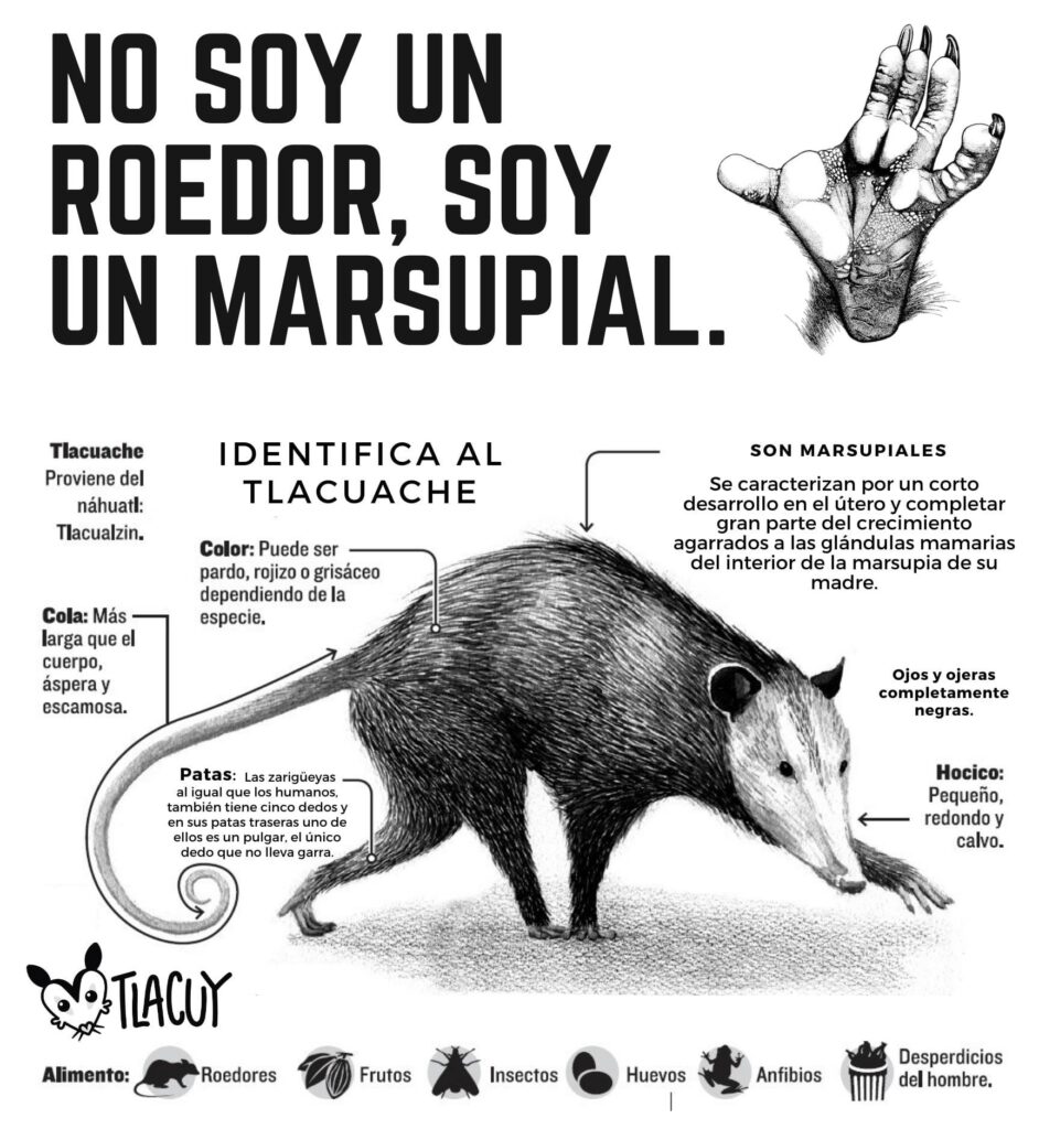 tlacuy-tlacuaches-infografia-activismo-mexico-animales